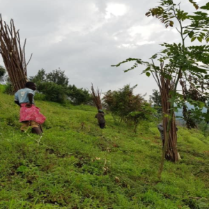 à Rugari : Des agricultrices-agriculteurs coupent les Calliandra des haies vives pour en faire des tuteurs de haricot volubiles